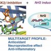 Esquema de la nueva diana terapéutica de actuación frente al estrés oxidativo Nrf2 y la quinasa GSK3b. (UAM)